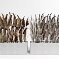 Potted Plants Decorative Reedy Grasses in Rectangular Concrete Planters for Modern Indoor Outdoor Decor
