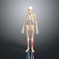 Human Body Limb Organs Skeleton Model Showing Detailed Bone Structure 3d model