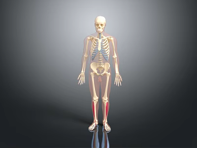 Human Body Limb Organs Skeleton Model Showing Detailed Bone Structure 3d model