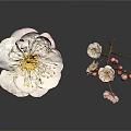 Plum Blossom Plant With White Flowers Pink Buds And Branches