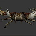 Light Brown Crab With White Claws And Long Legs On Dark Reflective Background