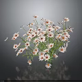 Beautiful Fresh Daisies With White Petals And Orange Centers On Dark Background