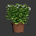 Green Potted Plant With White And Blue Small Flowers In Brown Terracotta Pot