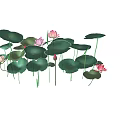 Pink Lotus Flowers and Green Lotus Leaves with Blooming Buds on Black Background