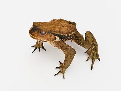Brown Reptile With Rough Skin Distinct Limbs And Alert Eyes In Studio Setting 3d model