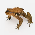 Brown Reptile With Rough Skin Distinct Limbs And Alert Eyes In Studio Setting