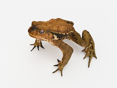 Modern Toad 3d model