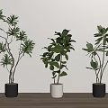 Three Bonsai Potted Plants With Green Leaves In Gray White Pots On Wooden Table