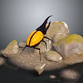 Striking Yellow and Black Horned Flying Beetle near Stones and Water