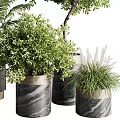 Bonsai Potted Plants With Various Greenery In Decorative Black Gray Containers 3d model
