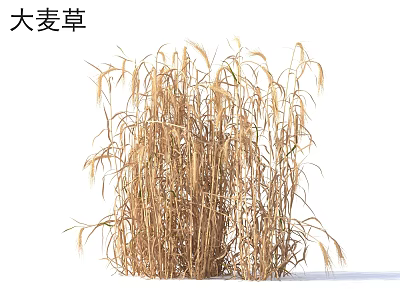 Tall Golden Barley Grass in Natural Growth with Long Stems and Wheat-like Ears 3d model