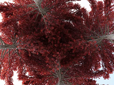 Red Leaf Arbor With Lush Dense Canopy And Sunlit Branches In Natural Environment 3d model