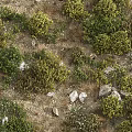 Lush Green Plants And White Flowers In Natural Rocky Garden Setting