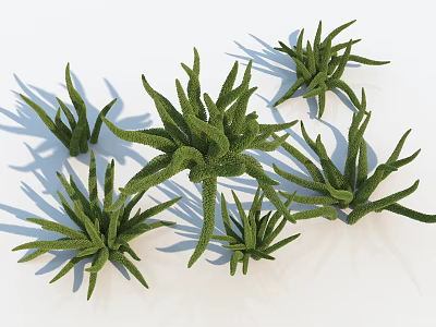 Green Succulent Plants With Slender Leaves And White Background Shadows 3d model