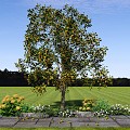 Tree Garden Flower Tree Tree Osmanthus Tree Osmanthus Tree Landscape Flower Tree Plant Combination Flower 3d model