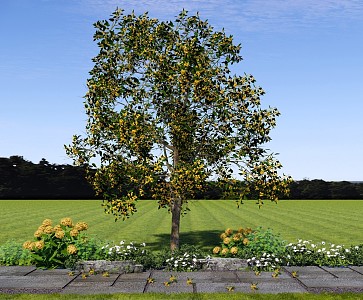 Tree Garden Flower Tree Osmanthus Tree Osmanthus Tree Landscape Flower Tree Plant Combination Flower 3d model