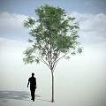 Tall Arbor Tree Standing With Person Silhouette Against Blue Sky And White Clouds