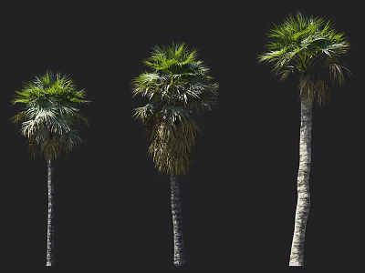 Three Different Tropical Palm Trees With Tall Trunks And Lush Green Fronds 3d model
