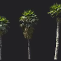 Three Different Tropical Palm Trees With Tall Trunks And Lush Green Fronds