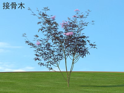Elderberry Shrub with Purple Leaves and Pink Flowers Against Blue Sky and Green Grass 3d model