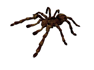 Large Brown And Beige Spider Detailed Exterior View With Long Legs 3d model