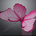 Stunning Pink Butterfly with Spread Wings and Detailed Wing Patterns on Dark Background