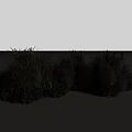 Ornamental Mixed Grasses And Green Foliage For Garden Landscape Decoration With Varied Heights And Textures