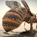 modern bee insect 3d model
