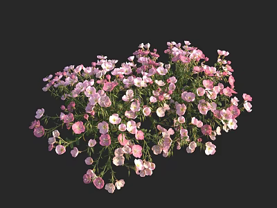 Beautiful Vibrant Pink And White Small Flowers Bouquet On Black Background 3d model