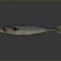 Whole Fresh Mackerel with Blue Green Striped Body on Gray Background with Reflection