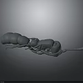 Gray Ant 3D Model with Clear Body Structure Including Head Thorax Abdomen and Legs
