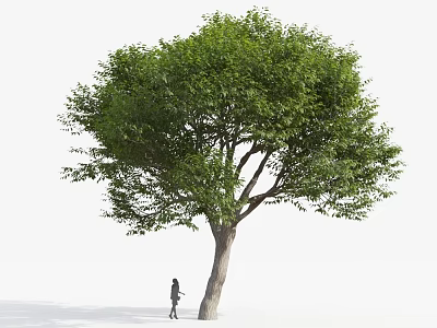 Tall Arbor Tree With Lush Green Foliage And Thick Trunk Near Standing Person 3d model
