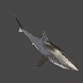 Fierce Shark Character From Game And Movie With Sharp Teeth And 3D Design