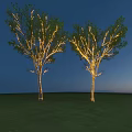 Outdoor Lights Decorating Trees With Warm Glow In Night Grassland Scene