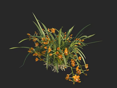 Orange Orchids Featuring Long Green Leaves and Visible Roots Against Black Background 3d model