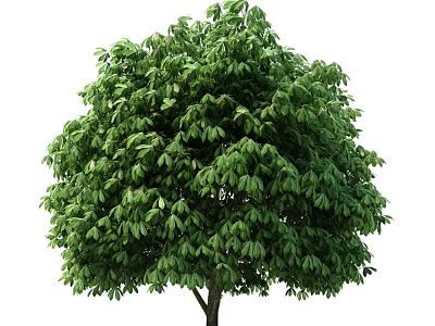 Lush Green Arbor With Dense Foliage And Healthy Branches 3d model