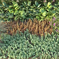 Diverse Flower Garden With Colorful Blooms Green Foliage And Various Plant Species Mix