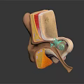 Detailed 3D Medical Model of Human Ear Organ With Hair Follicle Structures Shown