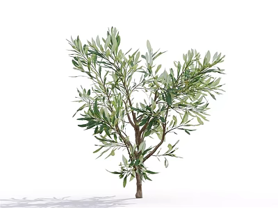 Olive Tree With Green Leaves And Brown Branches In Isolated White Background 3d model