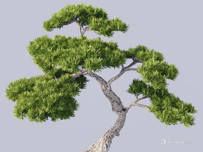 Bonsai Pine Tree With Lush Green Foliage And Curved Trunk Features 3d model 