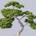 modeling tree modeling loose 3d model