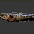 Detailed Fish Sculpture With Brown Blue Orange Colors And Fins On Black Background
