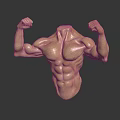 Medical Device Anatomical Torso Model Headless Muscular Structure with Flexed Arms Displaying Muscles Dark Background