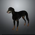 Black And Brown Dog Standing On Gray Background With Reflective Floor 3d model
