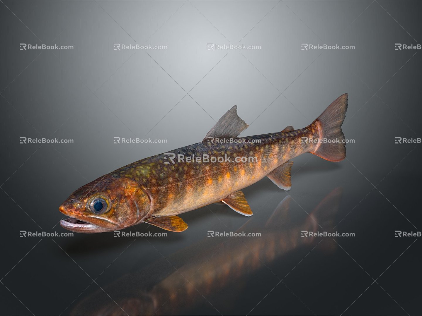 Catfish Carp Sturgeon Bass Freshwater Fish Various Carp Grass Carp Crucian Carp 3d model