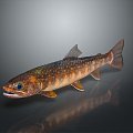 Catfish Carp Sturgeon Bass Freshwater Fish Various Carp Grass Carp Crucian Carp 3d model