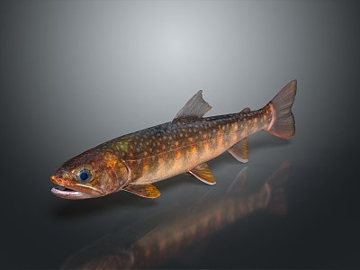 Catfish Carp Sturgeon Bass Freshwater Fish Various Carp Grass Carp Crucian Carp 3d model