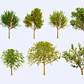 Various Types of Arbor Trees With Green Foliage and Fruits in Natural Setting