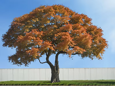 Tall Deciduous Tree With Orange Yellow Leaves Blue Sky White Wall And Green Grass 3d model