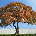 Tall Deciduous Tree With Orange Yellow Leaves Blue Sky White Wall And Green Grass